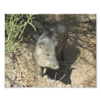 Javelina Fotodruck