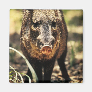 Javelina Magnet