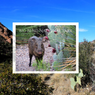 Javelina, Peccary, Prickly Birne, Big Bend Postkarte