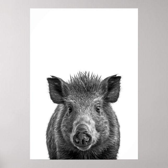 Javelina Peccary Schweinswüste Portrait Schwarz-we Poster (Vorne)