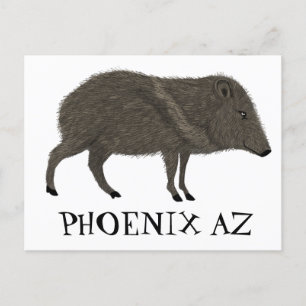 Javelina PHOENIX Wüste Wilde Tierart Postkarte