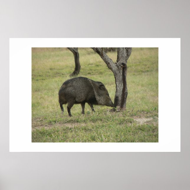 Javelina. Poster (Vorne)