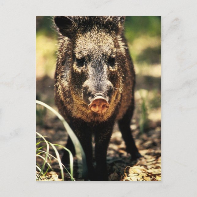 Javelina Postkarte (Vorderseite)