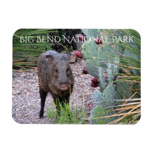 Javelina, Prickly Birne, Big Bend Nationalpark Magnet