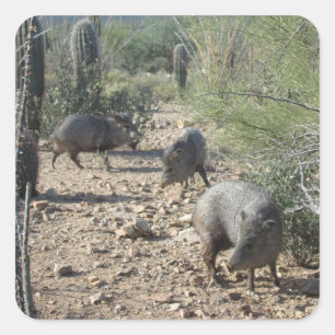 Javelina Stickers