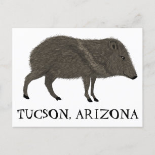 Javelina TUCSON Wüste Wilde Tierart Natur Postkarte