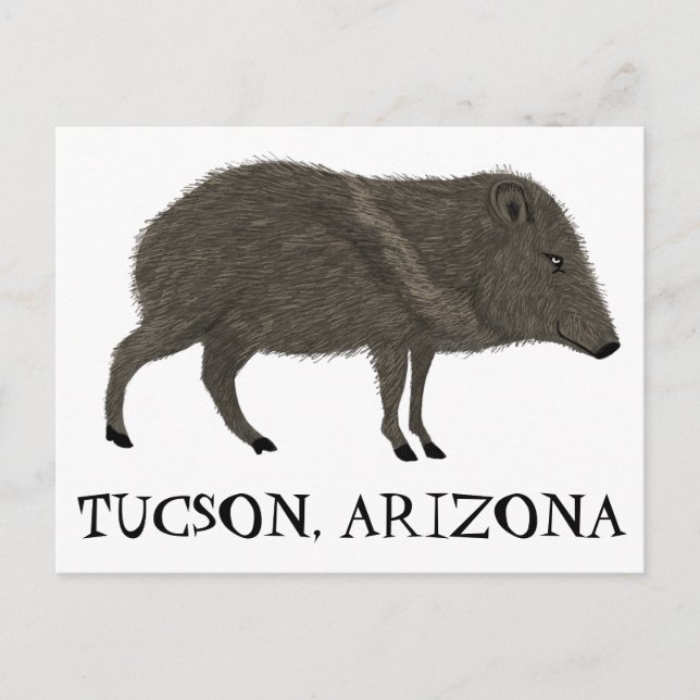 Javelina TUCSON Wüste Wilde Tierart Natur Postkarte (Vorderseite)