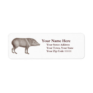 Javelinas ergatterte Peccaries einzigartiges