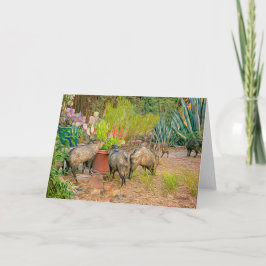 Javelinas in der Casita Karte