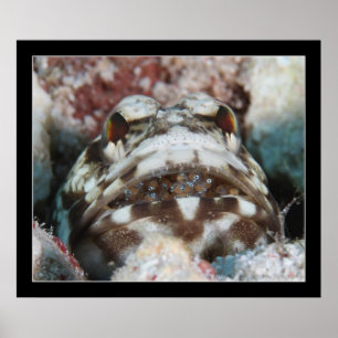 Jawfish mit Eiern Poster