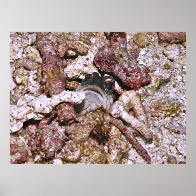 Jawfish Peeking Poster (Vorne)