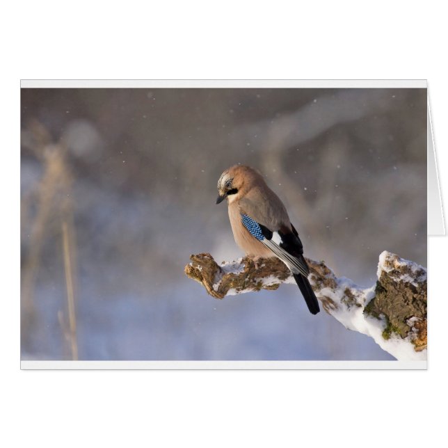 Jay Bird im Winter (Vorderseite (Horizontal))