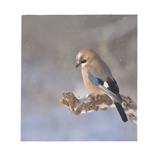 Jay Bird im Winter Notizblock (Vorderseite)