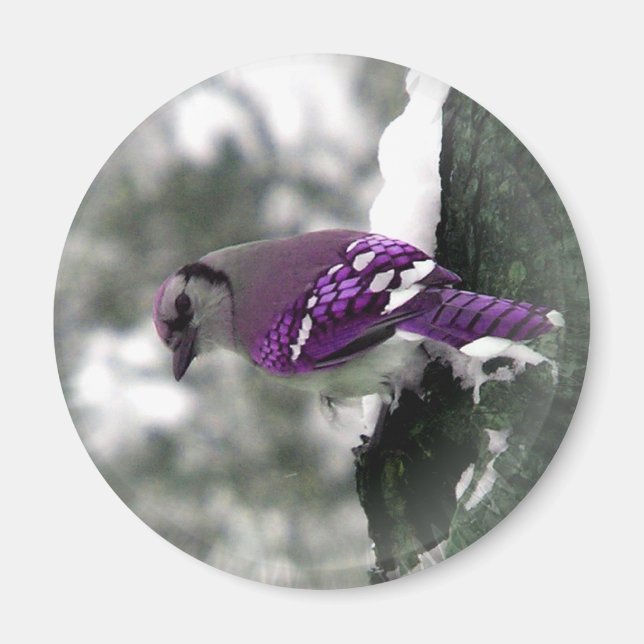 Jay Bird Magnet (Vorne)