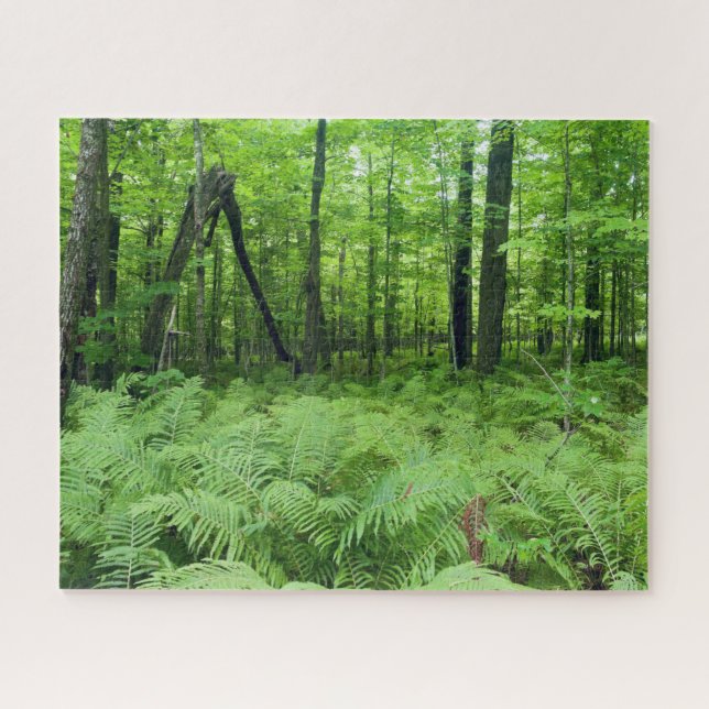 Jay Cooke Staat Park Ferns und Forest Puzzle (Horizontal)