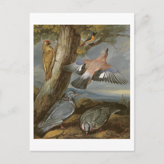 Jay, Green Woodpecker, Tauben und Redstart, c.165 Postkarte (Vorderseite)
