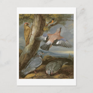Jay, Green Woodpecker, Tauben und Redstart, c.165 Postkarte