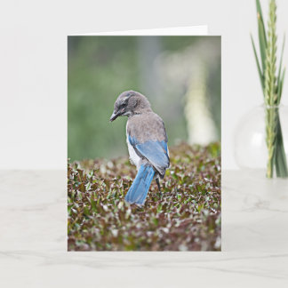 Jay-Laufzeitkarte Karte