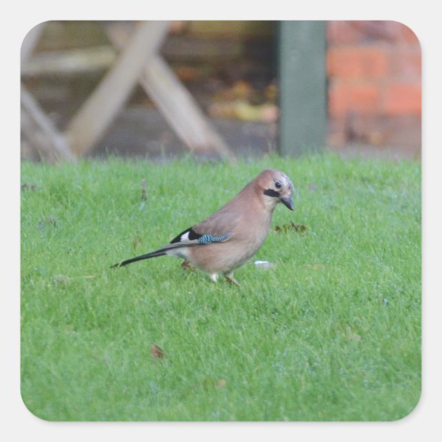 Jay Quadratischer Aufkleber (Vorderseite)