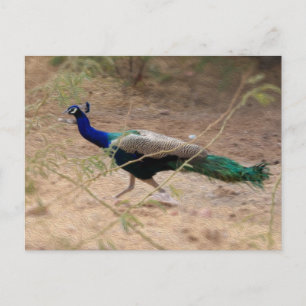Jaywalking Peacock Postkarte