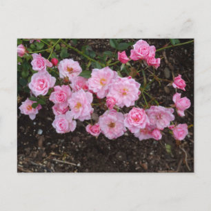 Jeanne LaJoie Rose #1 Postcard Postkarte