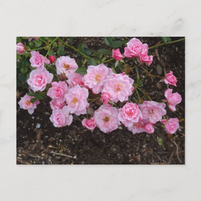 Jeanne LaJoie Rose #1 Postcard Postkarte (Vorderseite)