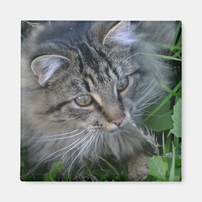 Jebediah! Magnet (Vorne)