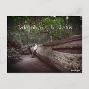 Jedediah Smith Redwoods Staat Park Postkarte