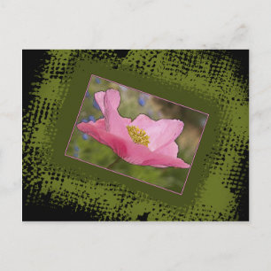 Jeden Anlaß Hübsch Pink Poppy Fotografie Postkarte