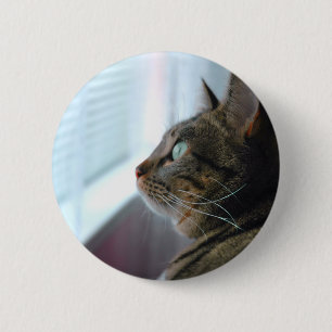 Jedes erwägt die Miezekatze draußen Button