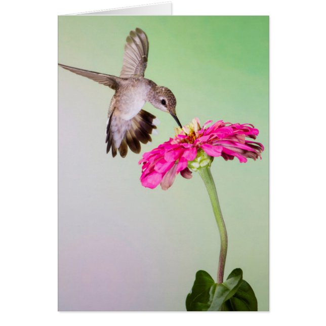 Jeff Davis Landkreis, Texas (Vorne)