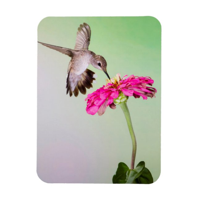 Jeff Davis Landkreis, Texas Magnet (Vertikal)