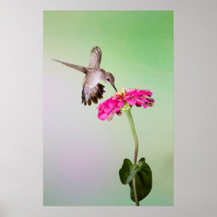 Jeff Davis Landkreis, Texas Poster