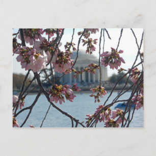 Jefferson Memorial National Cherry Blossom Fest Postkarte