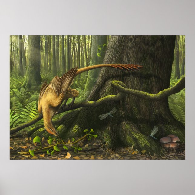Jeholornis Print Poster (Vorne)