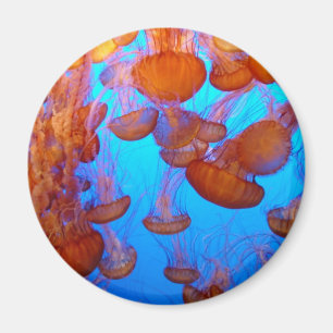 Jellies Pile-Up-Magnet Magnet