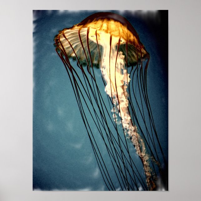 jellly_fly_2643_Paint_crtd Poster (Vorne)