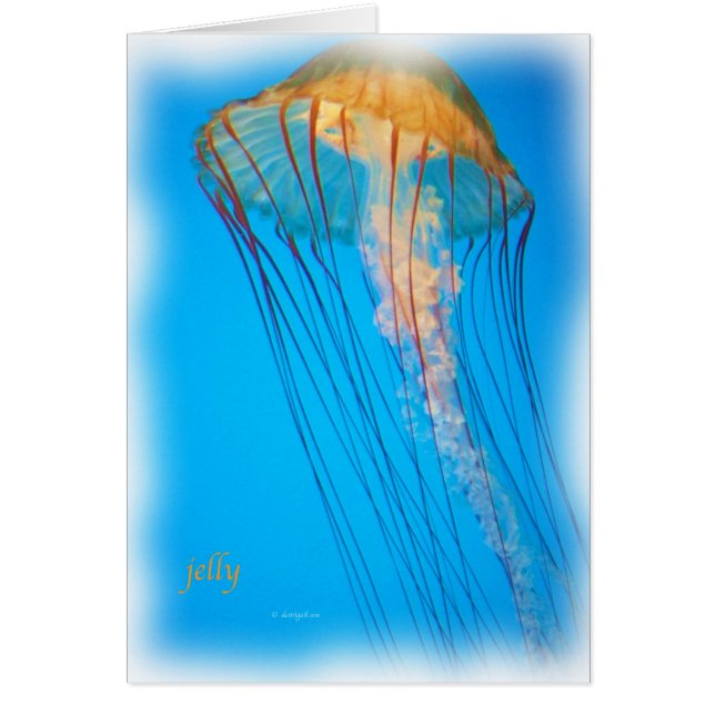 jelly_2643_Paint (Vorne)