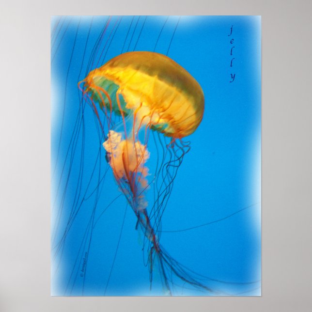 jelly_2646_Paint Poster (Vorne)