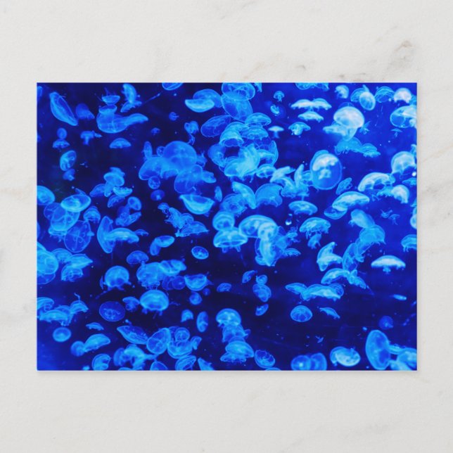 Jelly Blue Fish Postkarte (Vorderseite)