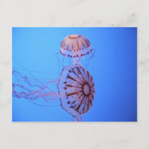 Jelly Fish - Monterey Bay, CA Postkarte