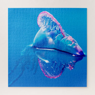 Jelly Fish Portugese Man of War Puzzle