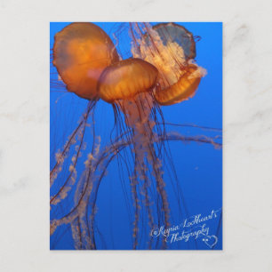Jelly Fish Postcard Postkarte
