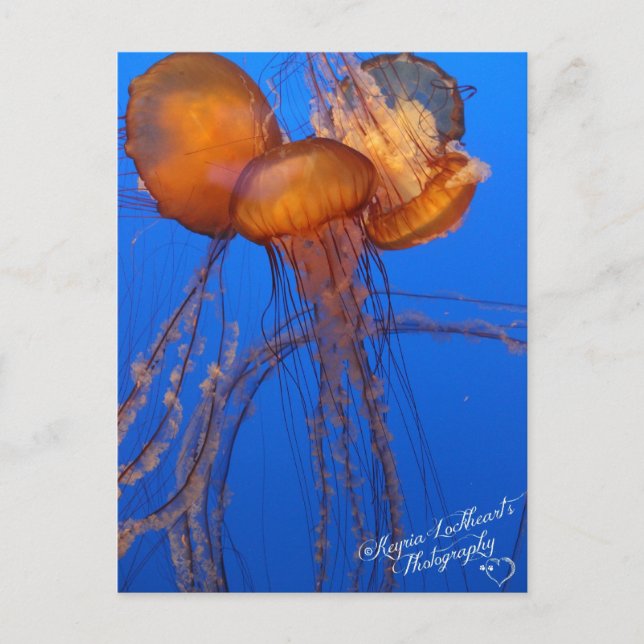 Jelly Fish Postcard Postkarte (Vorderseite)