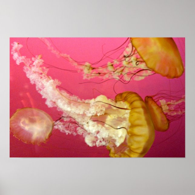 Jelly Fish Poster (Vorne)