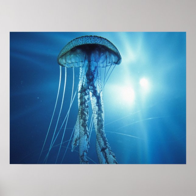 Jelly Fish Poster (Vorne)
