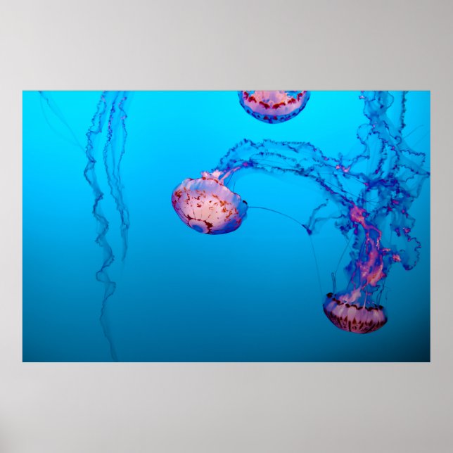 JELLY FISHES UNTERWASSER POSTER (Vorne)