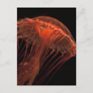 Jelly Light Postkarte