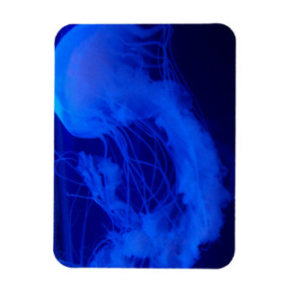 Jelly-Magnet Magnet