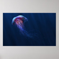 Jelly